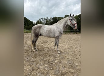 PRE Mix, Ruin, 4 Jaar, 158 cm, Schimmel