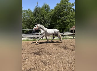 PRE Mix, Ruin, 4 Jaar, 158 cm, Schimmel
