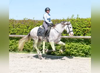 PRE Mix, Ruin, 4 Jaar, 158 cm, Schimmel