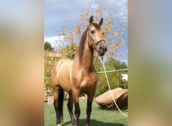 PRE Mix, Ruin, 4 Jaar, 160 cm, Falbe