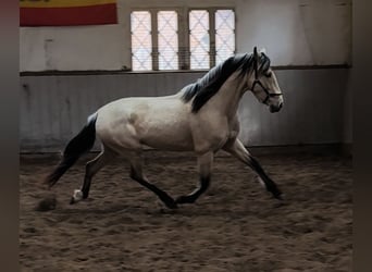PRE Mix, Ruin, 4 Jaar, 160 cm, Falbe