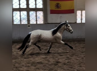 PRE Mix, Ruin, 4 Jaar, 160 cm, Falbe