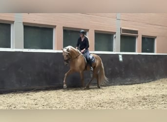 PRE Mix, Ruin, 4 Jaar, 160 cm, Palomino