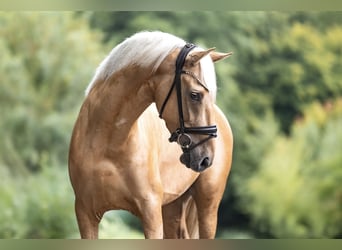 PRE Mix, Ruin, 4 Jaar, 160 cm, Palomino