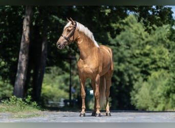 PRE Mix, Ruin, 4 Jaar, 160 cm, Palomino