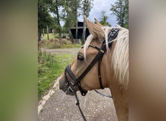 PRE Mix, Ruin, 4 Jaar, 160 cm, Palomino