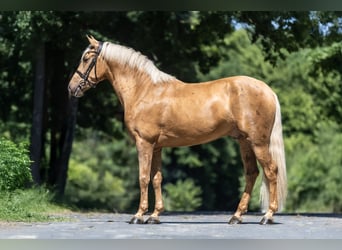 PRE Mix, Ruin, 4 Jaar, 160 cm, Palomino