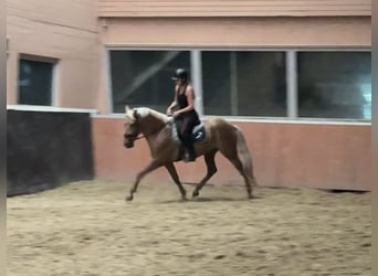 PRE Mix, Ruin, 4 Jaar, 160 cm, Palomino