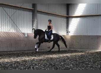 PRE Mix, Ruin, 4 Jaar, 160 cm, Zwart