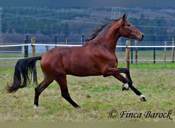 PRE, Ruin, 4 Jaar, 161 cm, Bruin