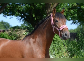 PRE Mix, Ruin, 4 Jaar, 161 cm, Bruin