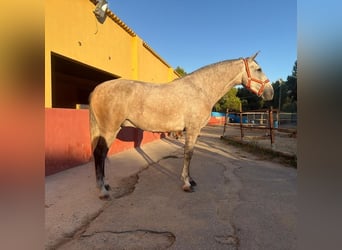 PRE Mix, Ruin, 4 Jaar, 161 cm, Schimmel