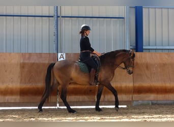 PRE, Ruin, 4 Jaar, 162 cm, Brown Falb schimmel