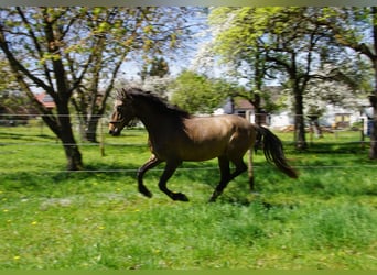 PRE, Ruin, 4 Jaar, 162 cm, Brown Falb schimmel