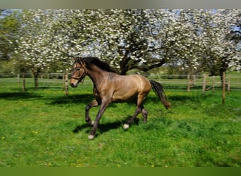 PRE, Ruin, 4 Jaar, 162 cm, Brown Falb schimmel