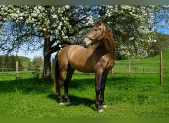 PRE, Ruin, 4 Jaar, 162 cm, Brown Falb schimmel