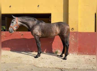 PRE Mix, Ruin, 4 Jaar, 162 cm, Schimmel