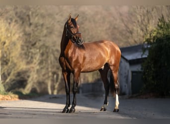PRE Mix, Ruin, 4 Jaar, 163 cm, Bruin