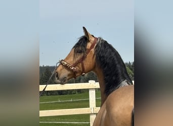 PRE Mix, Ruin, 4 Jaar, 163 cm, Falbe