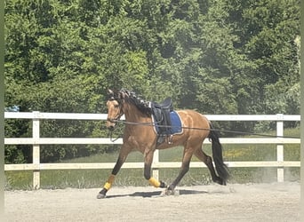 PRE Mix, Ruin, 4 Jaar, 163 cm, Falbe