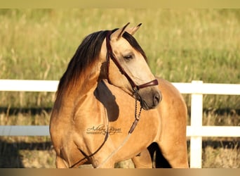 PRE Mix, Ruin, 4 Jaar, 163 cm, Falbe