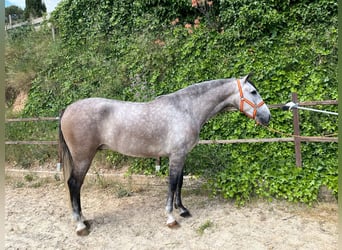 PRE Mix, Ruin, 4 Jaar, 163 cm, Schimmel