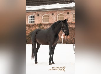 PRE Mix, Ruin, 4 Jaar, 163 cm, Zwart