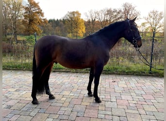 PRE Mix, Ruin, 4 Jaar, 164 cm, Bruin