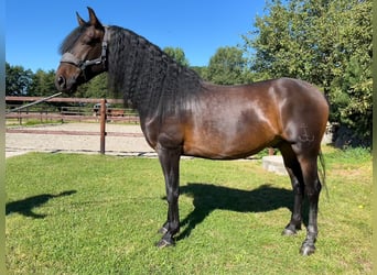 PRE Mix, Ruin, 4 Jaar, 164 cm, Bruin