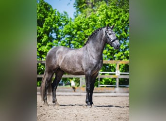 PRE Mix, Ruin, 4 Jaar, 164 cm, Schimmel