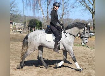 PRE Mix, Ruin, 4 Jaar, 164 cm, Schimmel