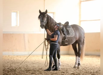 PRE Mix, Ruin, 4 Jaar, 164 cm, Schimmel