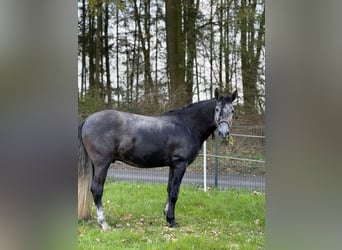 PRE Mix, Ruin, 4 Jaar, 164 cm, Schimmel