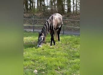 PRE Mix, Ruin, 4 Jaar, 164 cm, Schimmel