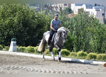 PRE Mix, Ruin, 4 Jaar, 164 cm, Schimmel