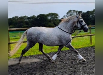 PRE, Ruin, 4 Jaar, 165 cm, Appelschimmel