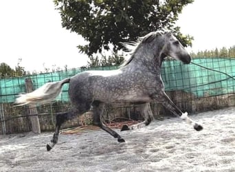 PRE, Ruin, 4 Jaar, 165 cm, Appelschimmel