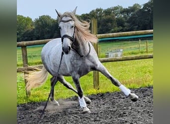 PRE, Ruin, 4 Jaar, 165 cm, Appelschimmel