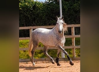 PRE, Ruin, 4 Jaar, 165 cm, Appelschimmel