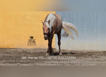 PRE Mix, Ruin, 4 Jaar, 165 cm, Palomino