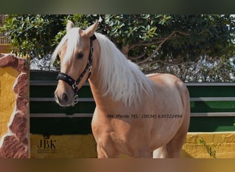 PRE Mix, Ruin, 4 Jaar, 165 cm, Palomino