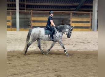 PRE, Ruin, 4 Jaar, 165 cm, Schimmel