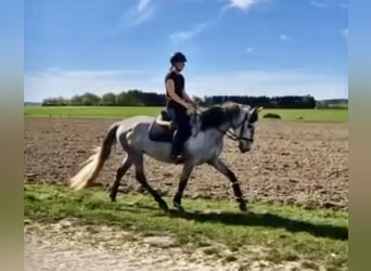 PRE, Ruin, 4 Jaar, 165 cm, Schimmel