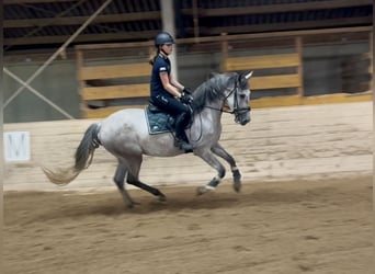 PRE, Ruin, 4 Jaar, 165 cm, Schimmel