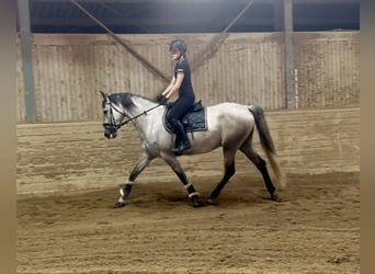 PRE, Ruin, 4 Jaar, 165 cm, Schimmel