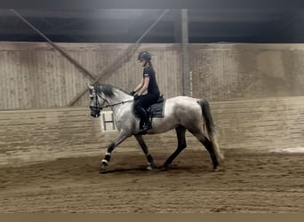 PRE, Ruin, 4 Jaar, 165 cm, Schimmel