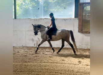 PRE, Ruin, 4 Jaar, 165 cm, Schimmel