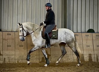 PRE Mix, Ruin, 4 Jaar, 165 cm, Schimmel