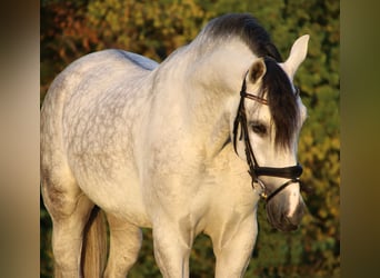 PRE Mix, Ruin, 4 Jaar, 166 cm, Zwartschimmel