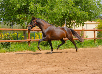 PRE, Ruin, 4 Jaar, 167 cm, Zwart